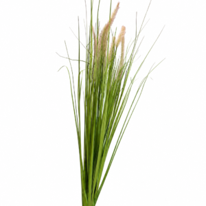 Single  Foxtail Reed-Blush